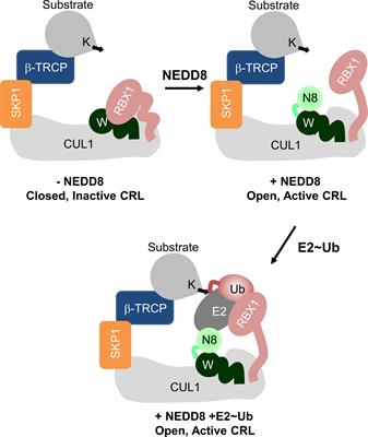 NEDD8 Deamidation Inhibits Cullin RING Ligase Dynamics